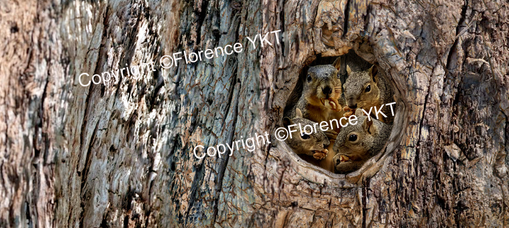 4 Squirrels Inside Tree Trunk Eating Walnut Mug